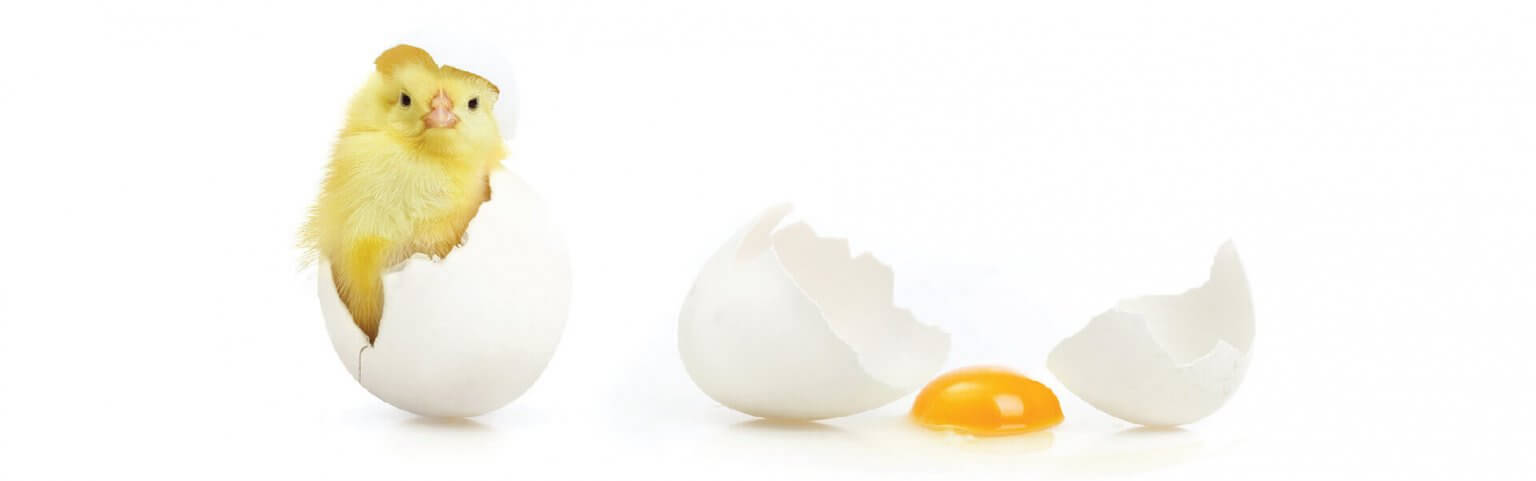 Бели Мост - Живинарска фарма за производство на јајца - Битолско Јајце